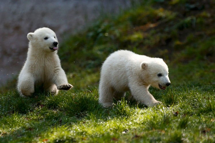 春天里的动物宝贝:北极熊双胞胎在草地玩耍